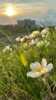 Blomstereng med Wood hotell i bakgrunnen