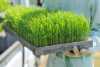 Illustrasjon av planter
